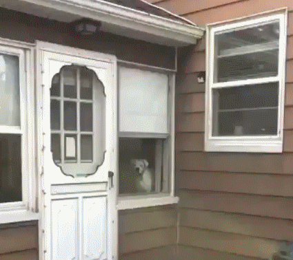minulta_et_karkuun_pääse.gif