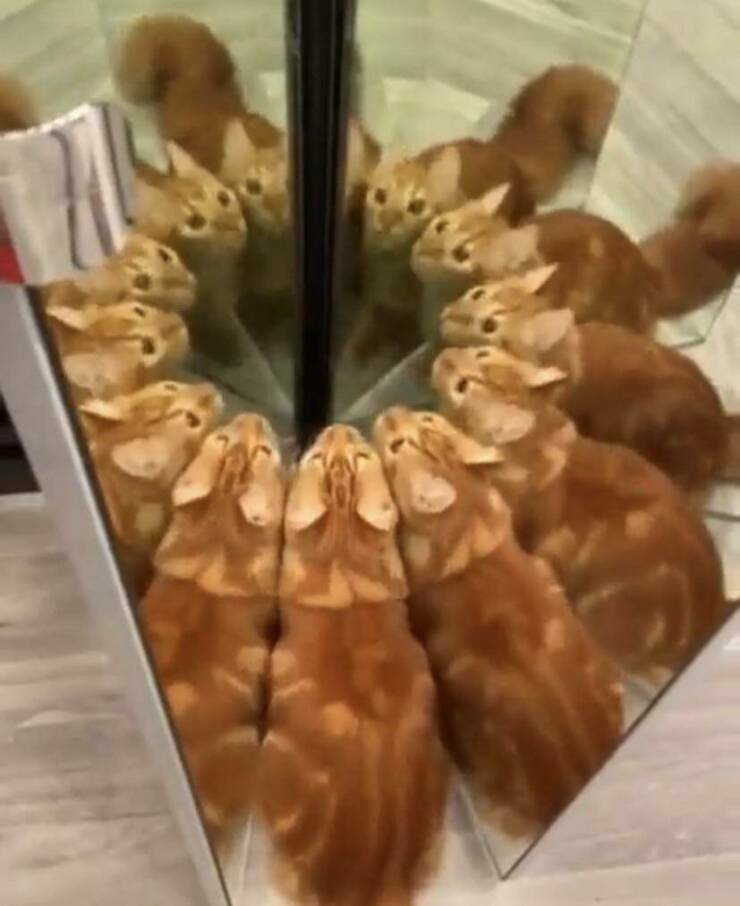 mirror_cat.jpg