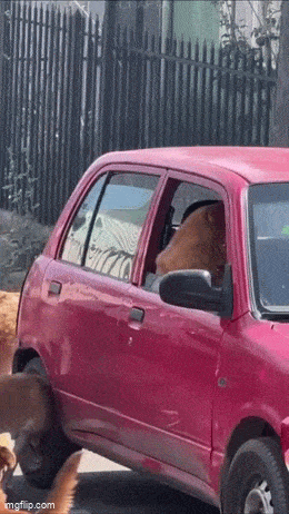 mitas_pojat.gif