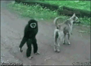 monkey.gif