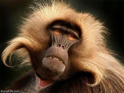 monkey4.jpg