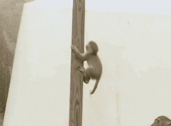 monkey_fail.gif