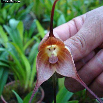 monkey_orchid.jpg