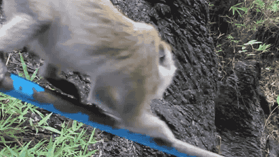 monkey_slide.gif