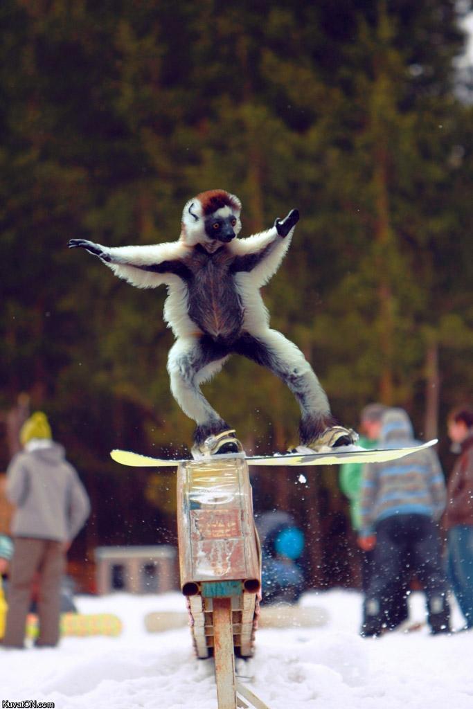 monkeyboarding.jpg