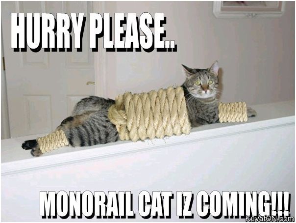 monorail_cat_is_coming.jpg