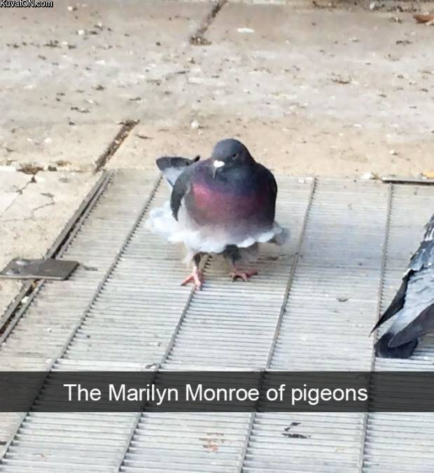 monroe_pigeon.jpg