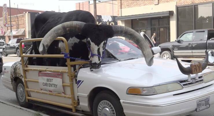 moo2.jpg