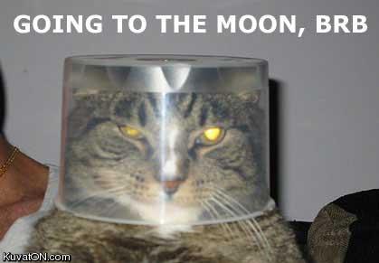 moon_cat.jpg