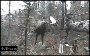 moose_hunting.gif