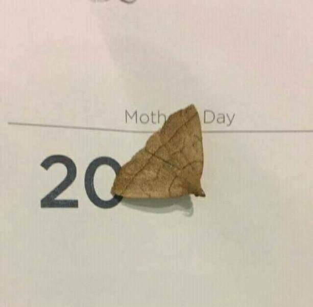 mothday.jpg