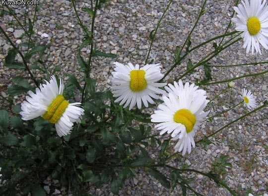 mutant_daisies_from_the_fukushima_disaster_site.jpg