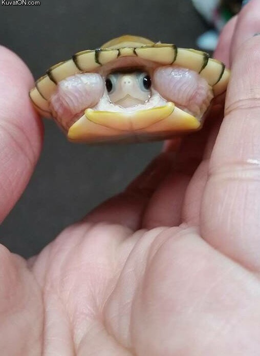 my_friends_new_baby_turtle.jpg