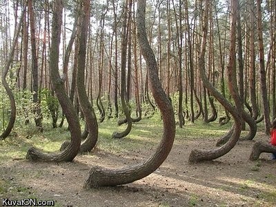 mysterious_crookes_trees_in_poland.jpg