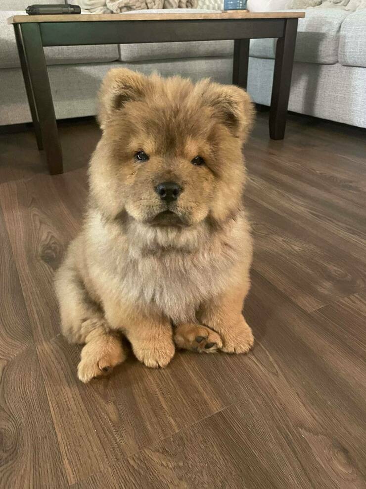 nalle4.jpg