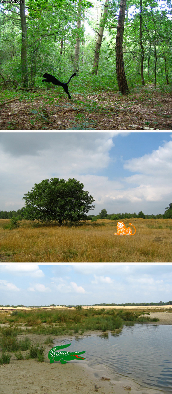 natural_habitat_puma_ing_lacoste_by_helmut_smits.jpg