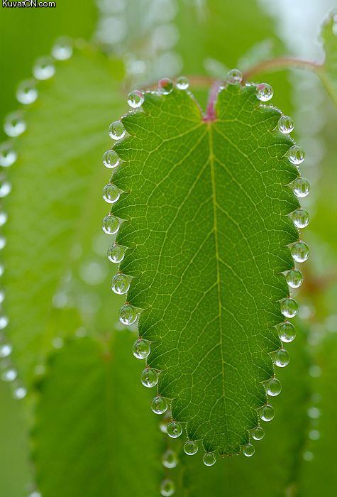 nature_art2.jpg