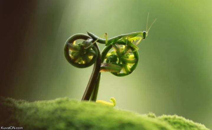 natures_bicycle_art.jpg