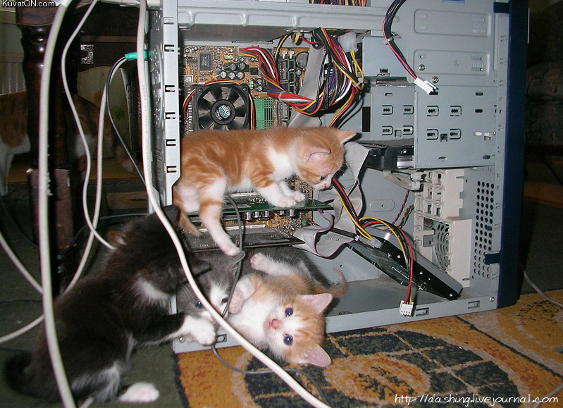 nerd_cats.jpg