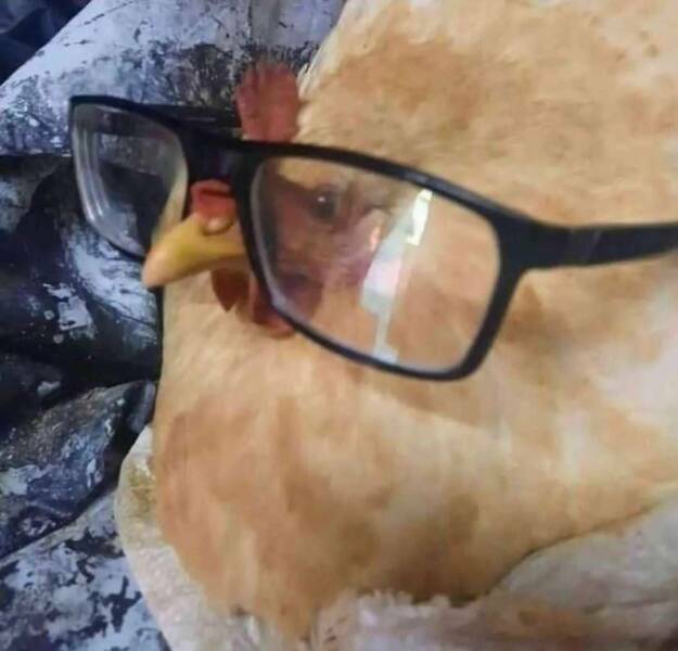 nerdchicken.jpg