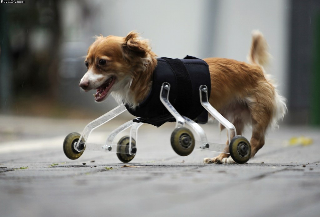 new_wheels.jpg