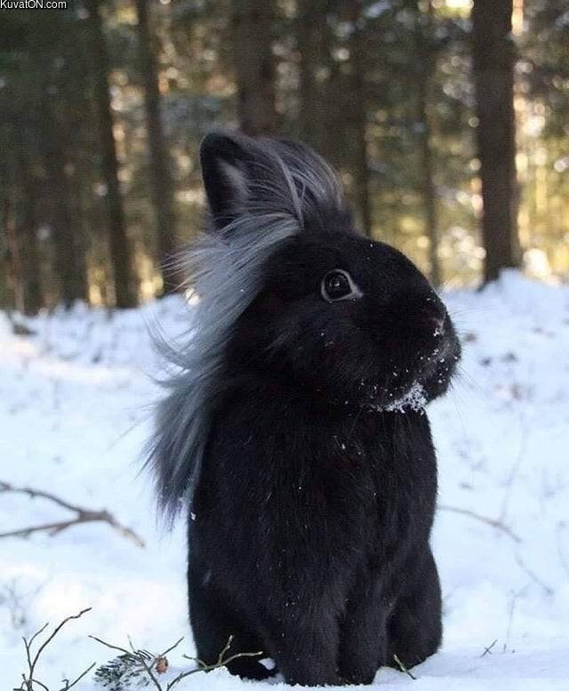 nice_hair_bunny.jpg