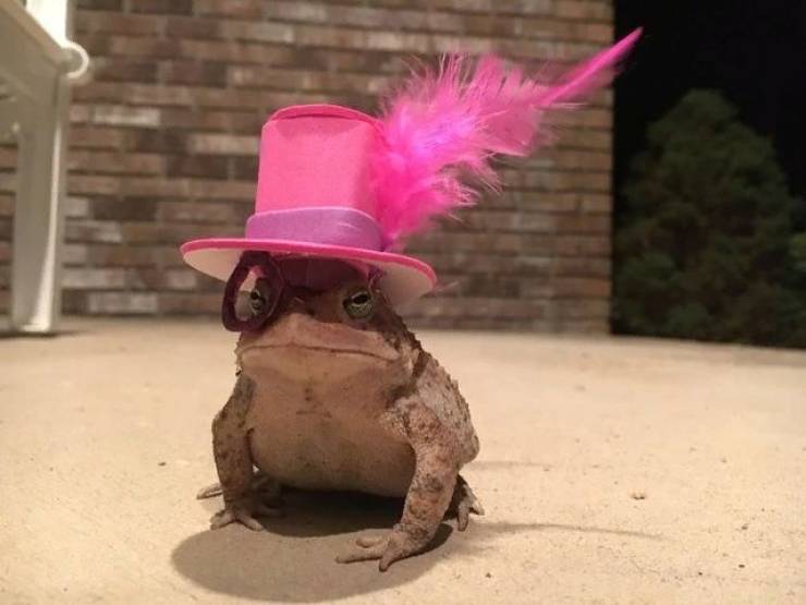 nice_hat_frog.jpg