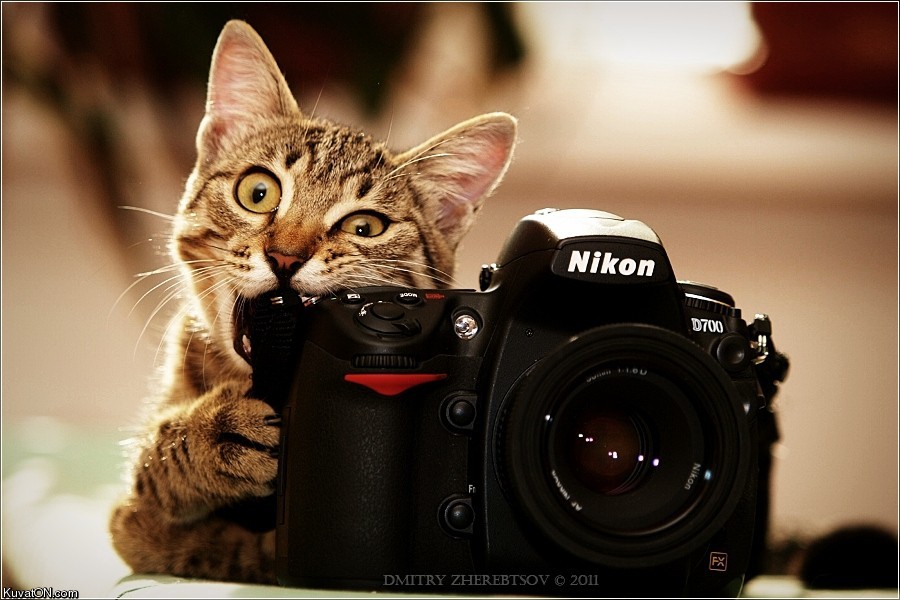 nikon_nom_cat.jpg