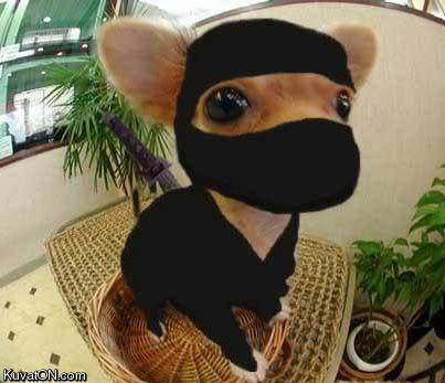 ninja_dog.jpg