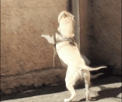 ninja_doge_2.gif