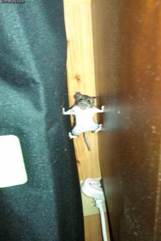 ninja_mouse_2.jpg