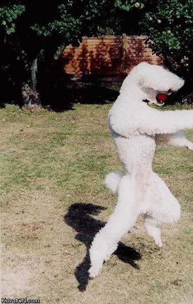 ninja_poodle.jpg