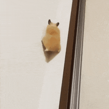 ninjahamster.gif