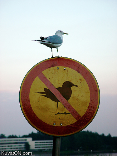 no_birds.jpg