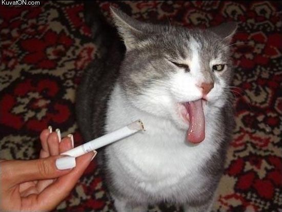 no_smoking_cat.jpg