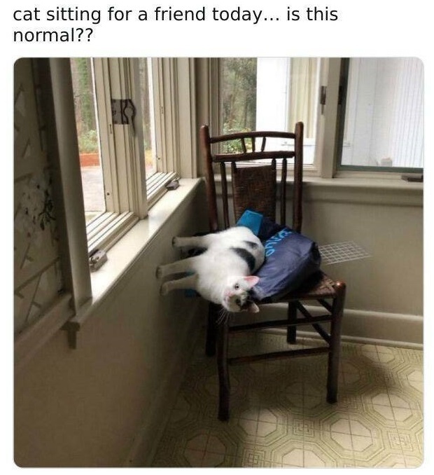 normal_cat.jpg