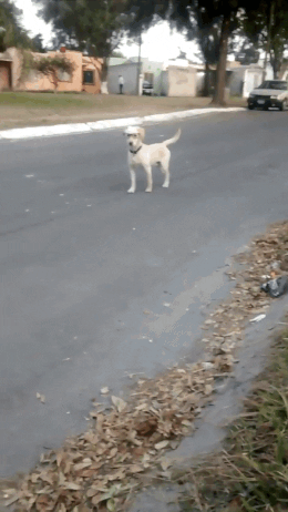 nörttidoge.gif