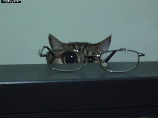 o_cat.jpg