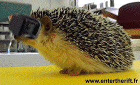 oculus_rift_for_hedgehogs.gif
