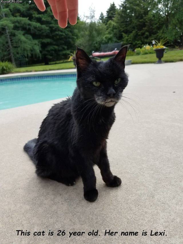 old_cat_lexi.jpg