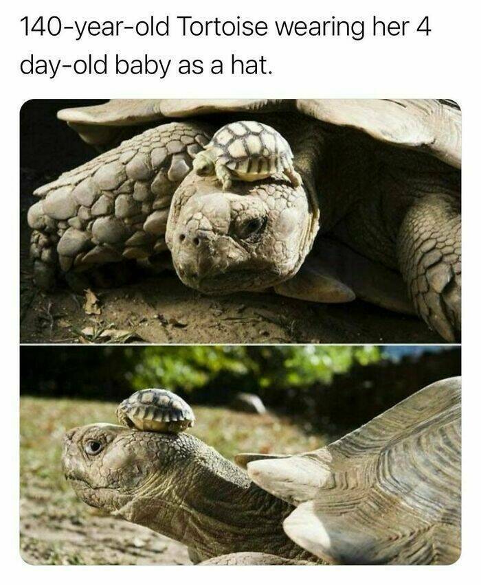 oldtortoise.jpg