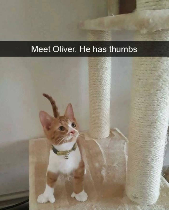 oliver_thumbs.jpg