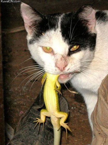 omnomnom_cat2.jpg