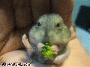 omnomnomnom.gif