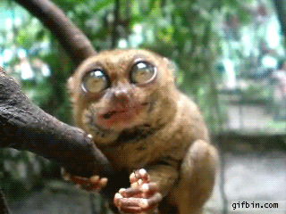 omsomsoms3.gif