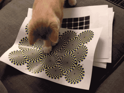 optical_illusions_work_on_cats.gif