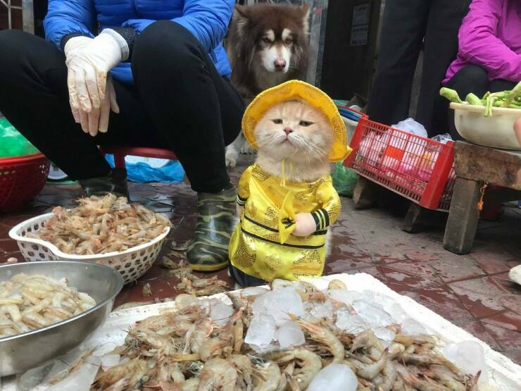 ostakkee_kallaa.jpg