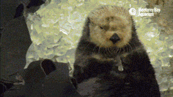 otter_getting_brain_freeze_after_eating_ice.gif