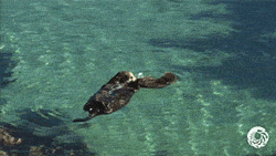 otter_pup_learning_how_to_otter.gif