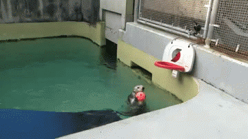 otter_showing_one_of_his_tricks.gif